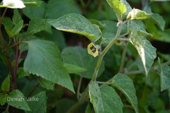 Physalis peruviana